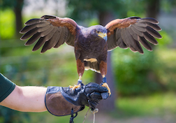 “bird