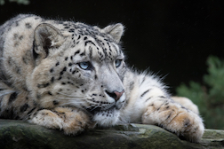 “zoo animals