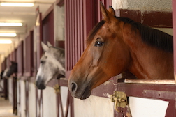 “horse