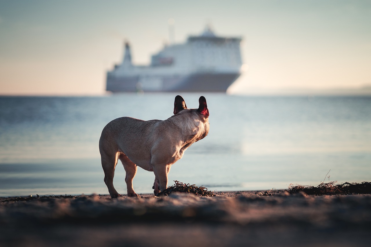 Dog and boy